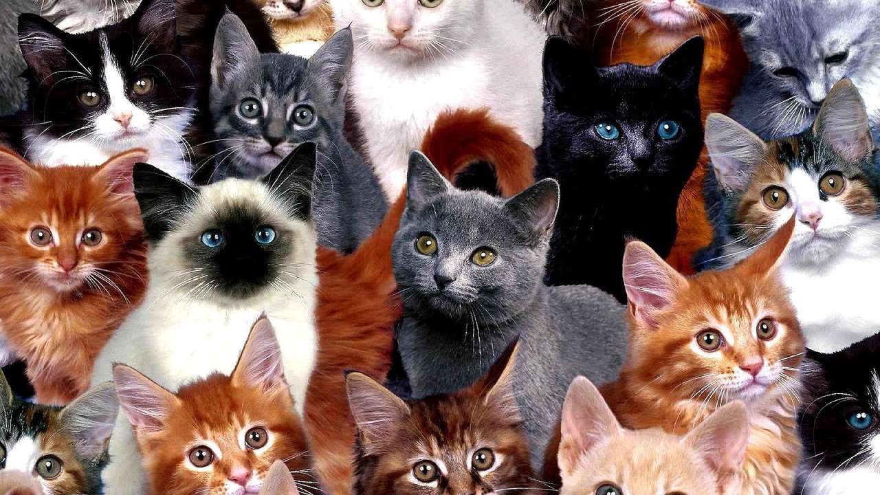 Ok bara kattungar då pussel online från foto