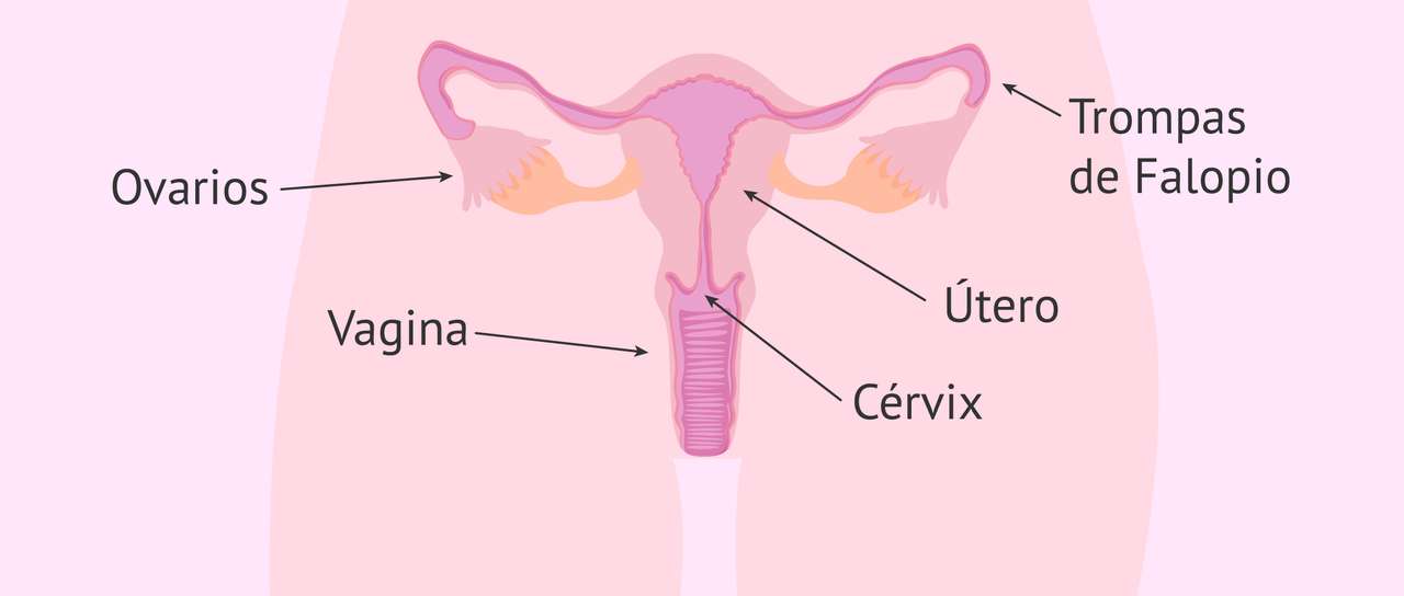 sistema reprodutor feminino puzzle online a partir de fotografia