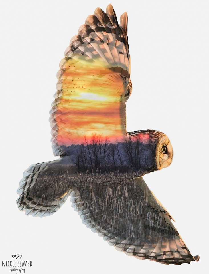 Къса ушата сова онлайн пъзел от снимка