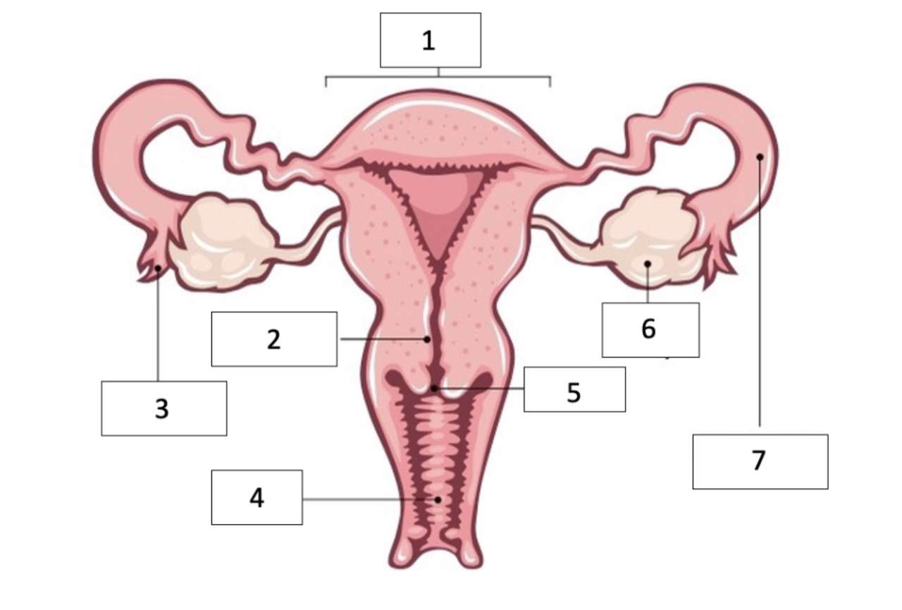 Persoană cu uter puzzle online