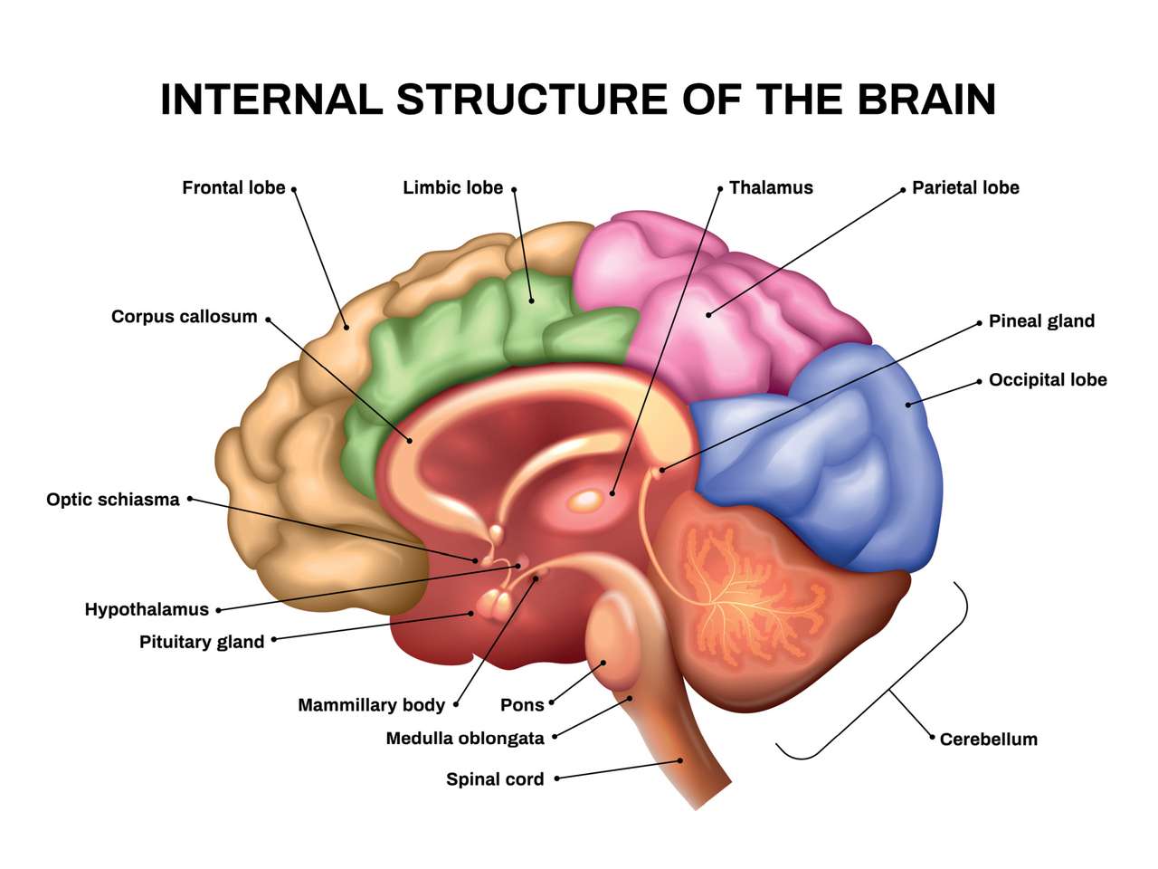 Anatomy of the Brain Jigsaw Puzzle pussel online från foto