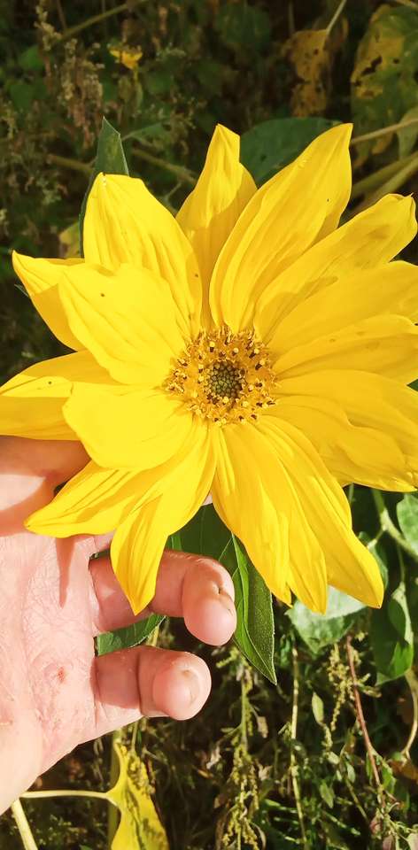 Желтый красивый цветок пазл онлайн из фото