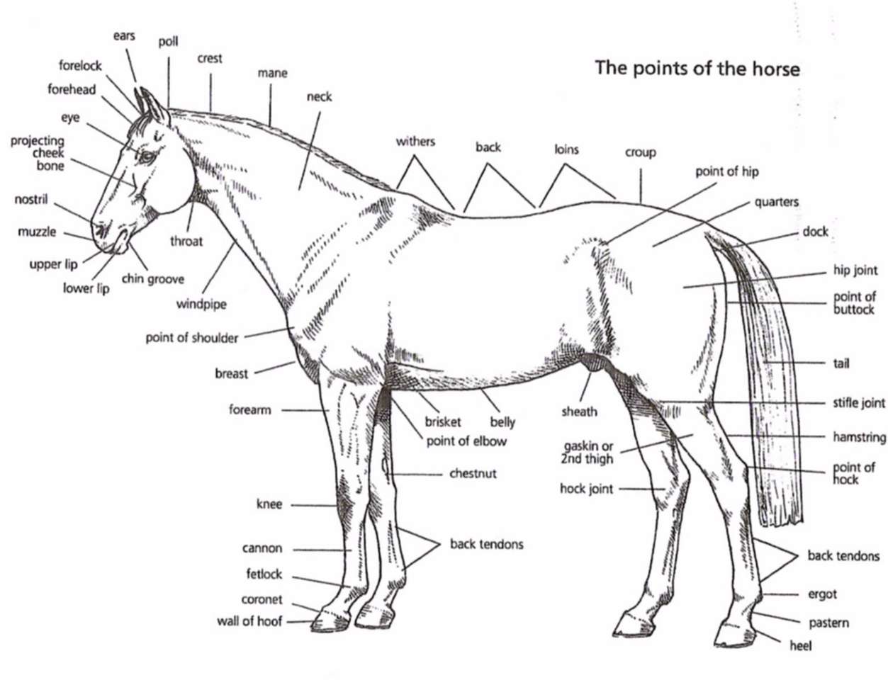 Punti di un cavallo puzzle online da foto