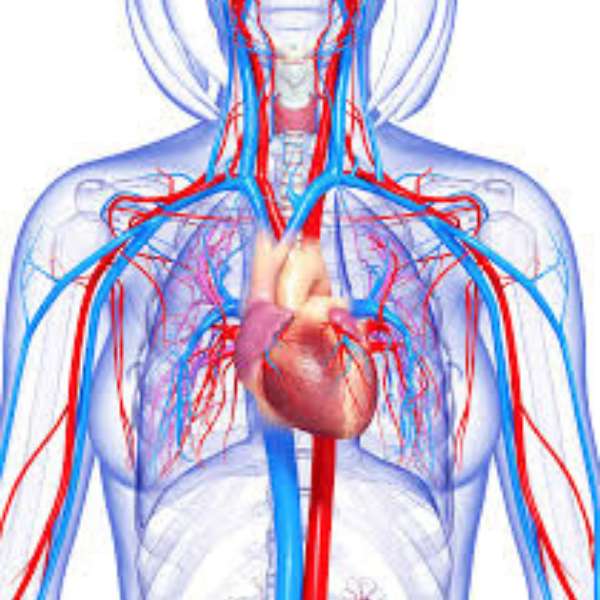 circulatorio puzzle online a partir de foto