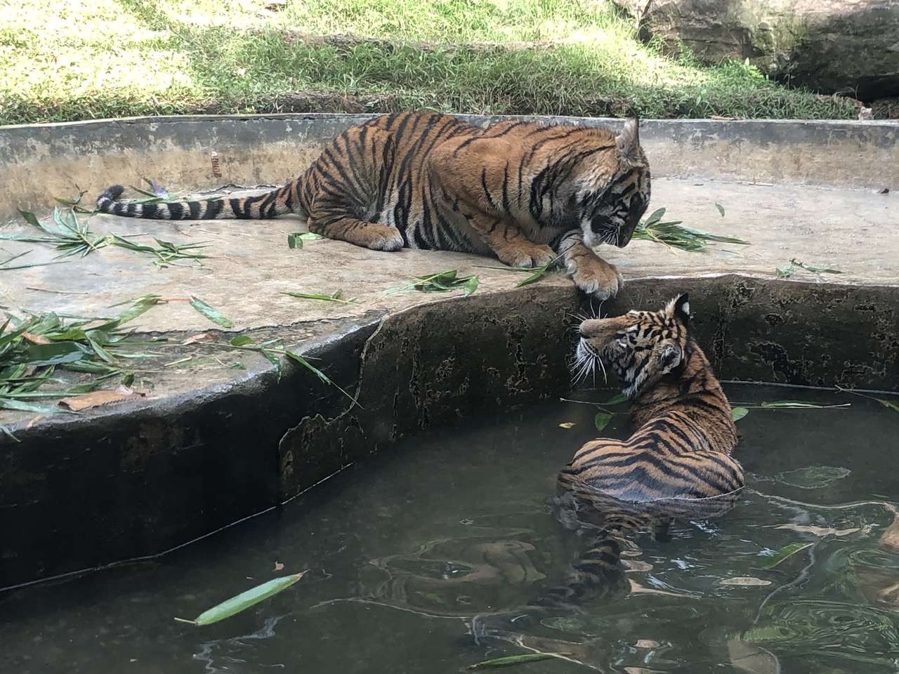 Två tigrar Pussel online