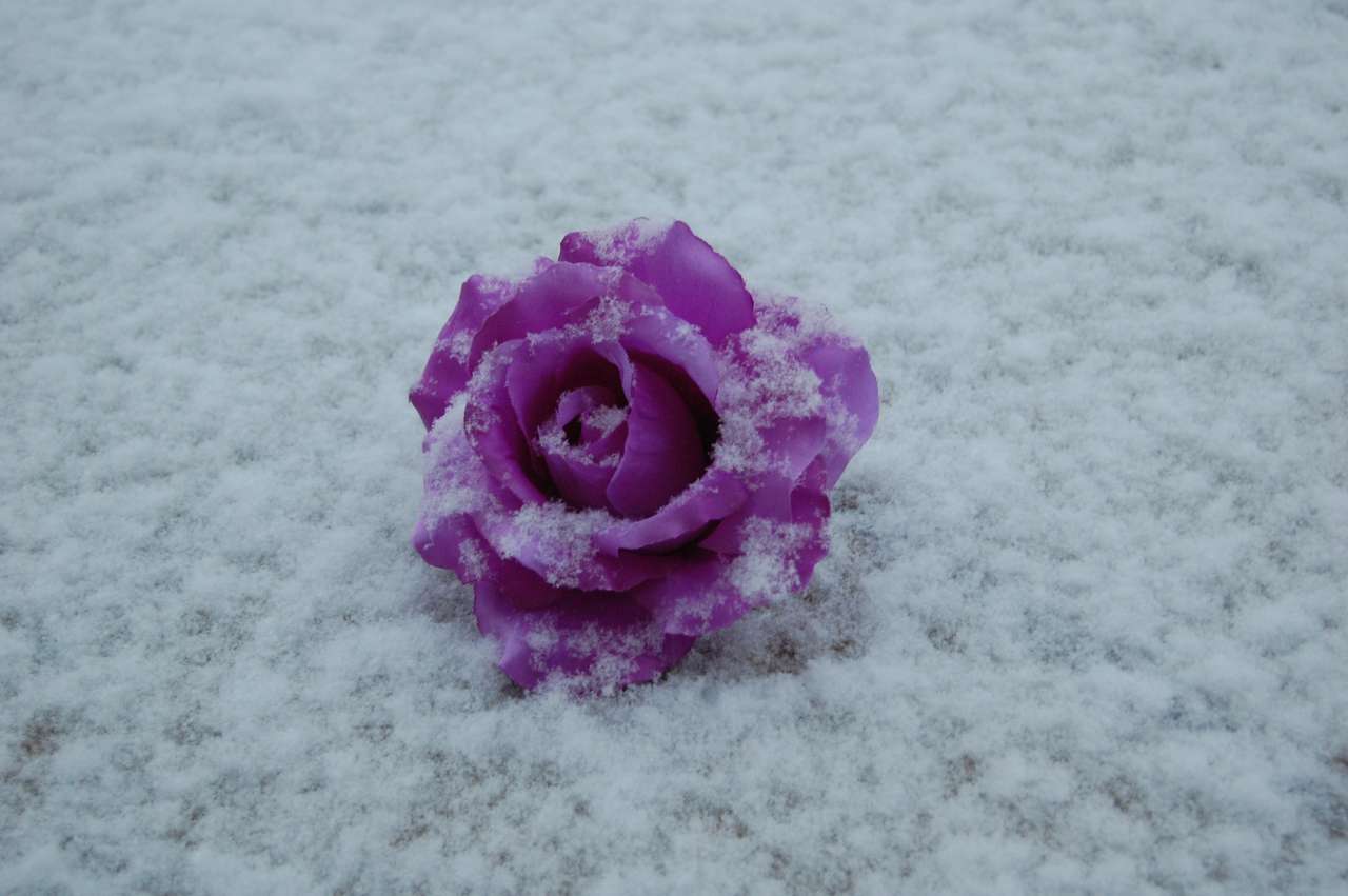 rosa de inverno puzzle online a partir de fotografia