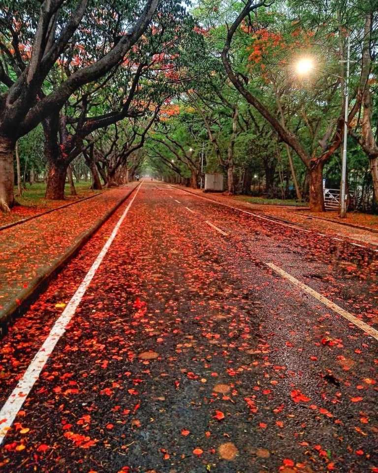 Gulmohar Marg puzzle online a partir de foto