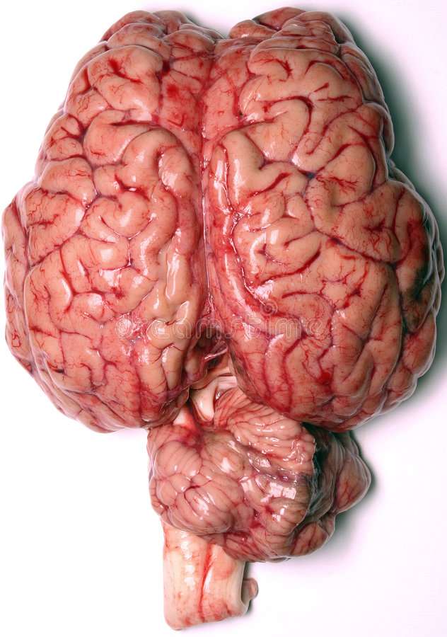 Puzzle-ul creierului puzzle online din fotografie