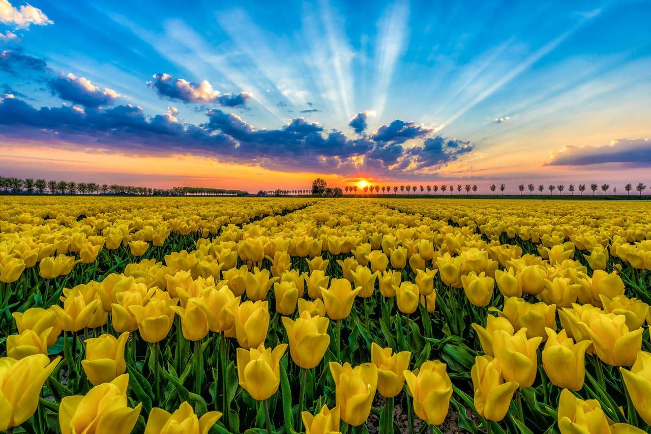 Campo di tulipani luminosi puzzle online