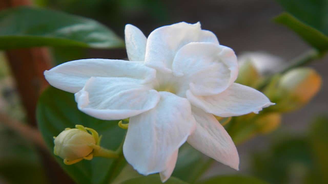 Bunga Melur pussel online från foto