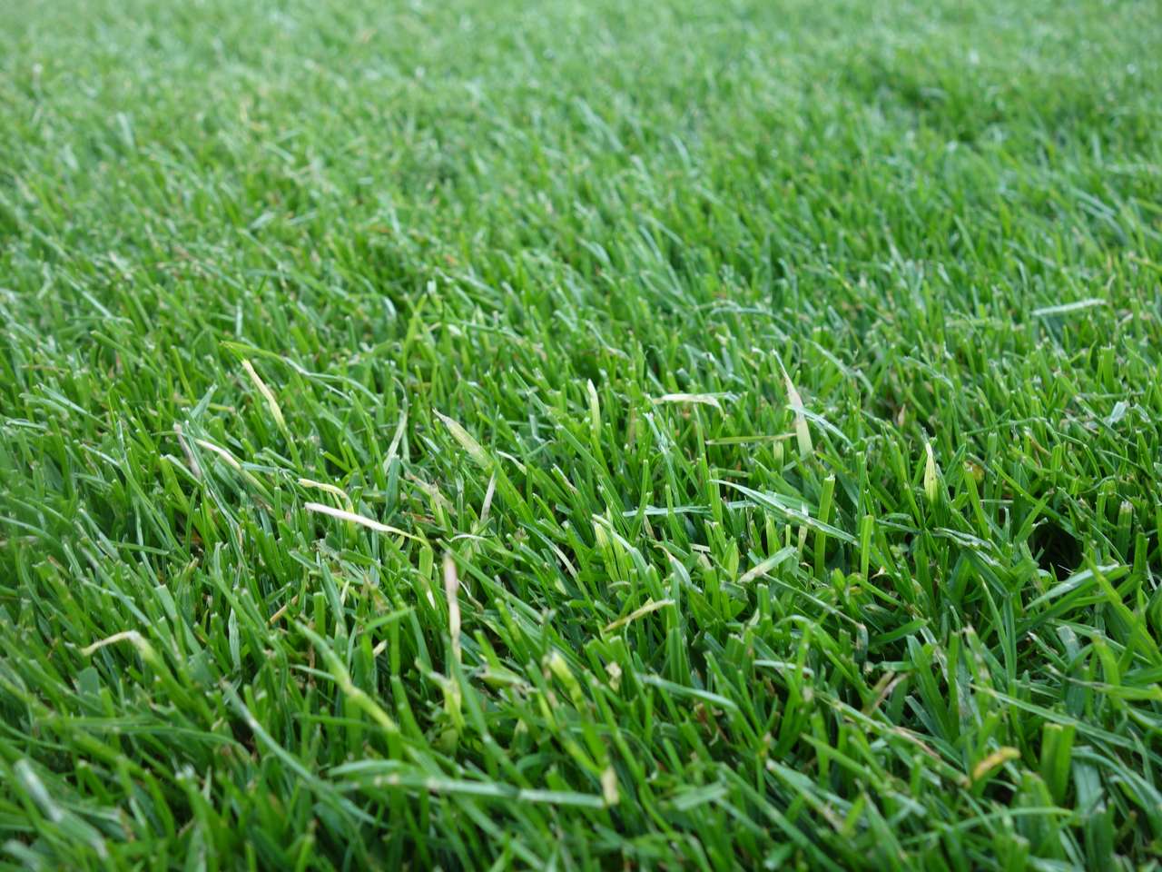 lawn area puzzle online from photo