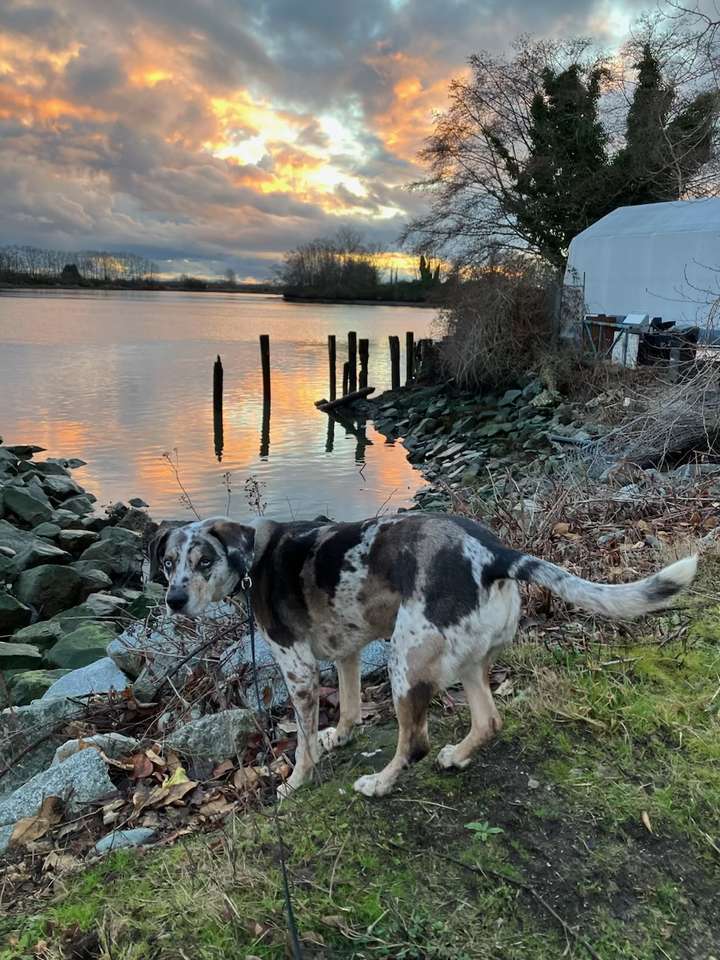 Maisy sur le Fraser puzzle en ligne à partir d'une photo