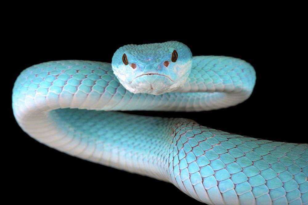 Φίδια 12 παζλ online από φωτογραφία