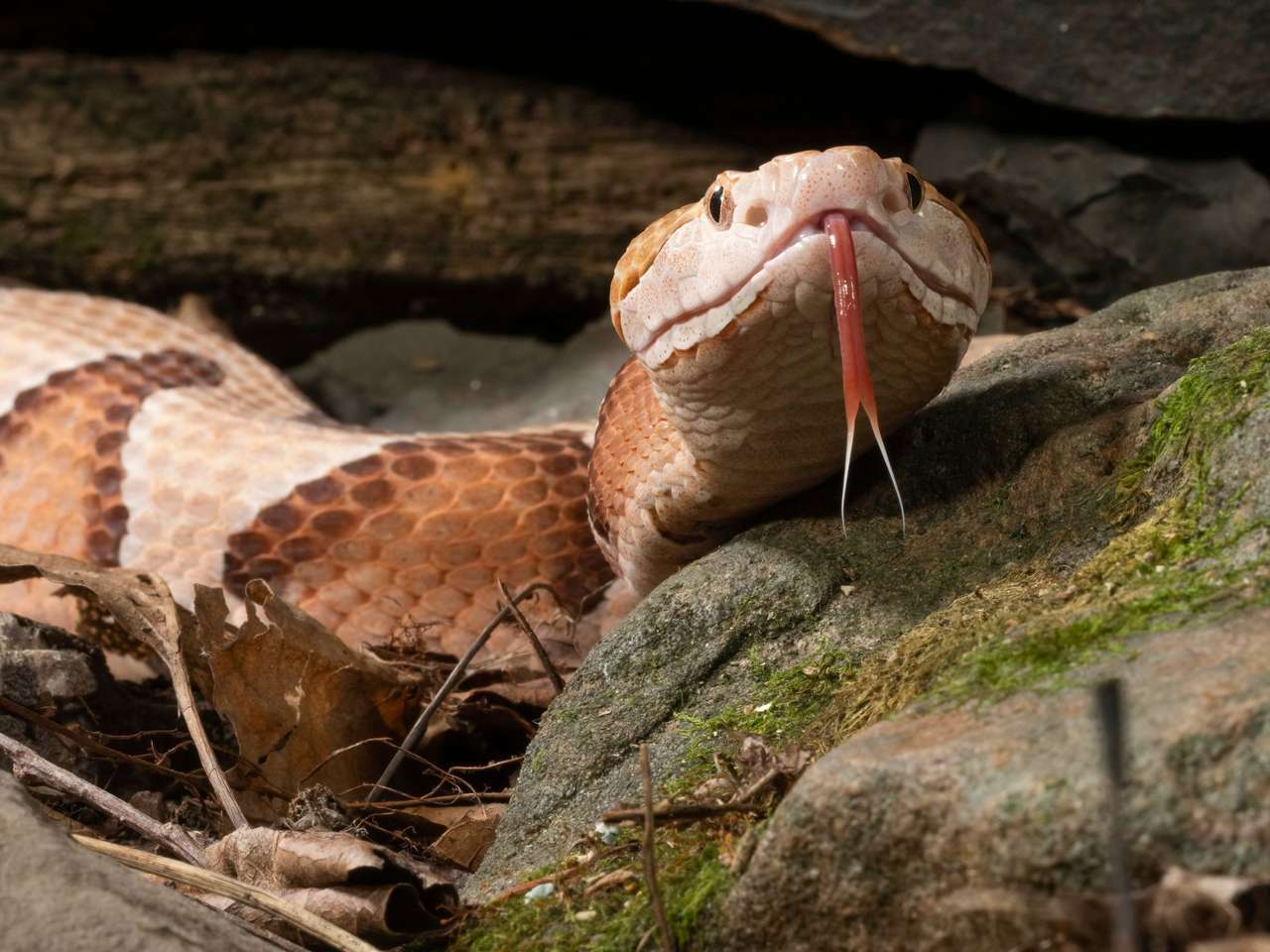 acertijos visuales de serpientes rompecabezas en línea