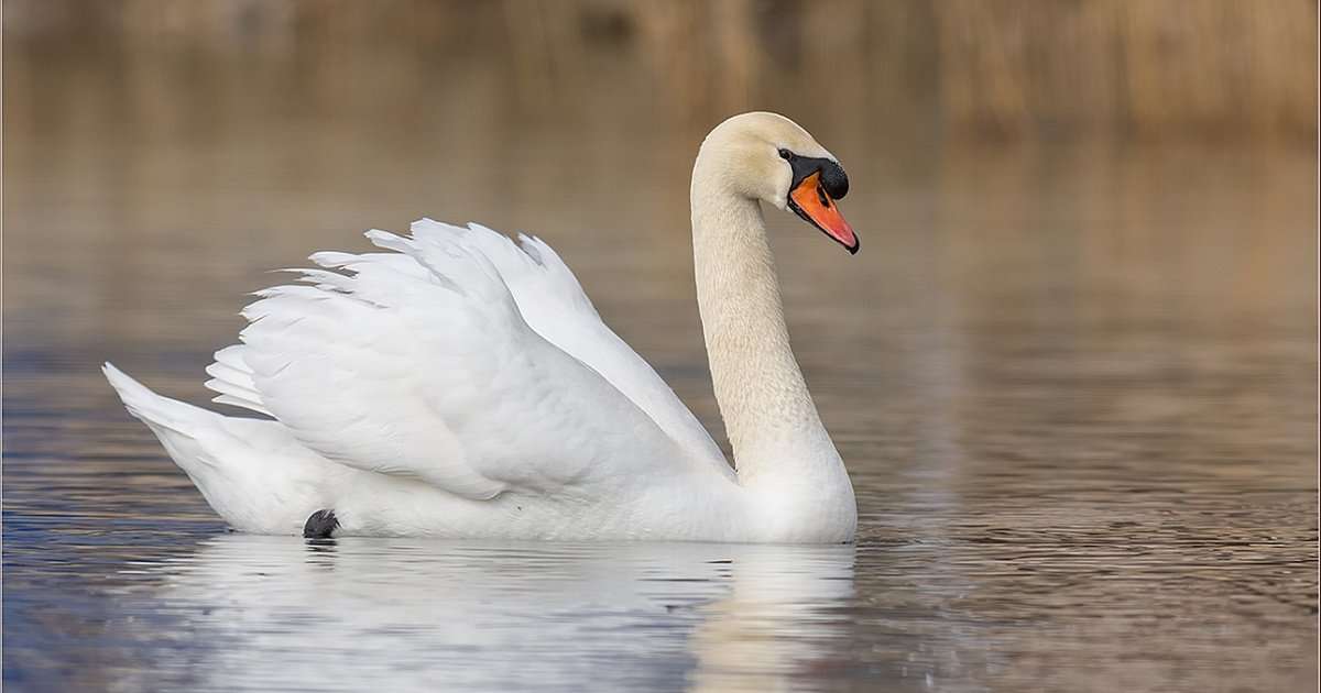 Swan Shiptun pussel online från foto