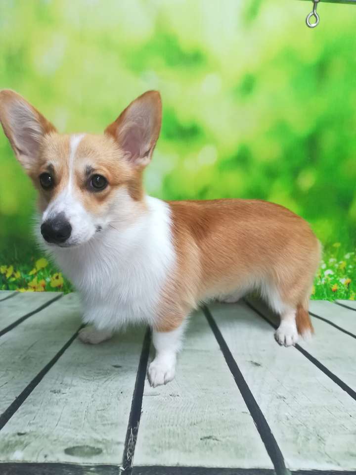 corgi i bakgrunden Pussel online