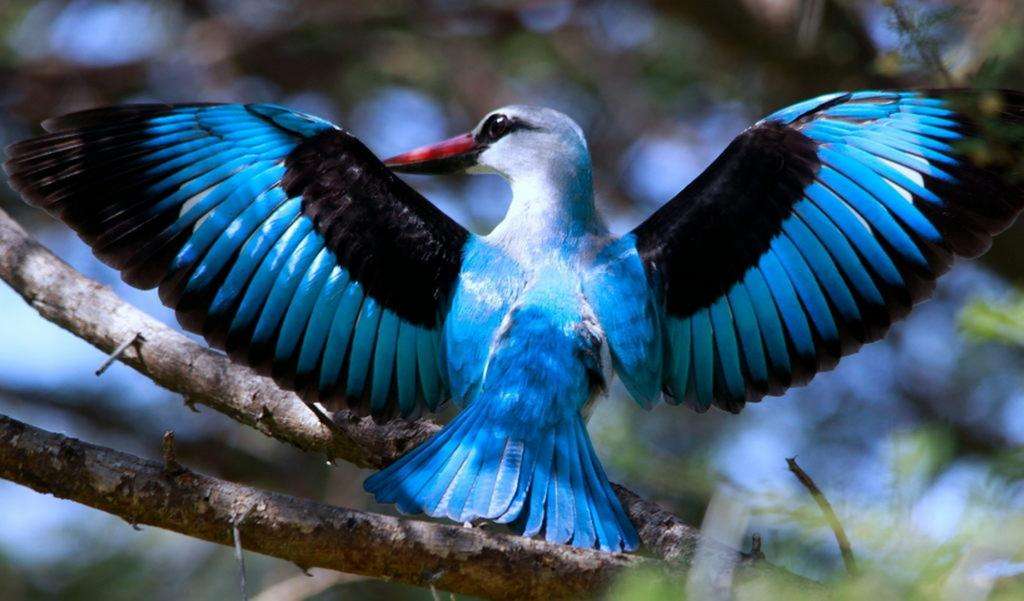 Kingfisher puzzle online a partir de fotografia