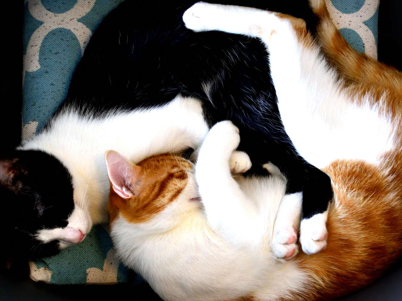 кошки спят пазл онлайн из фото