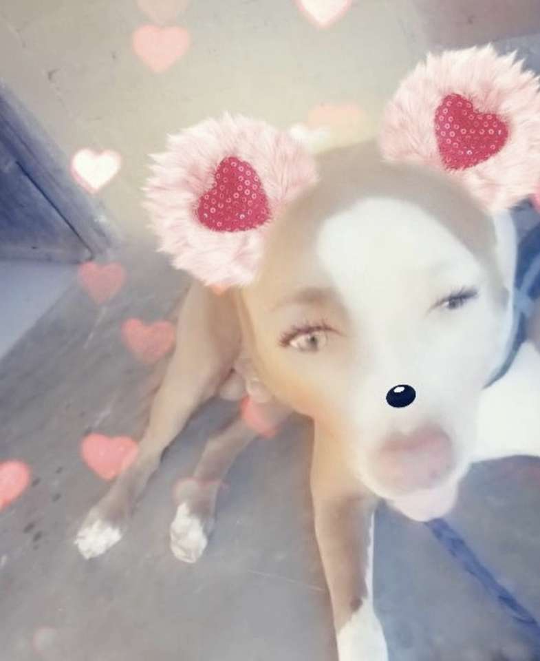 söt hund pussel online från foto