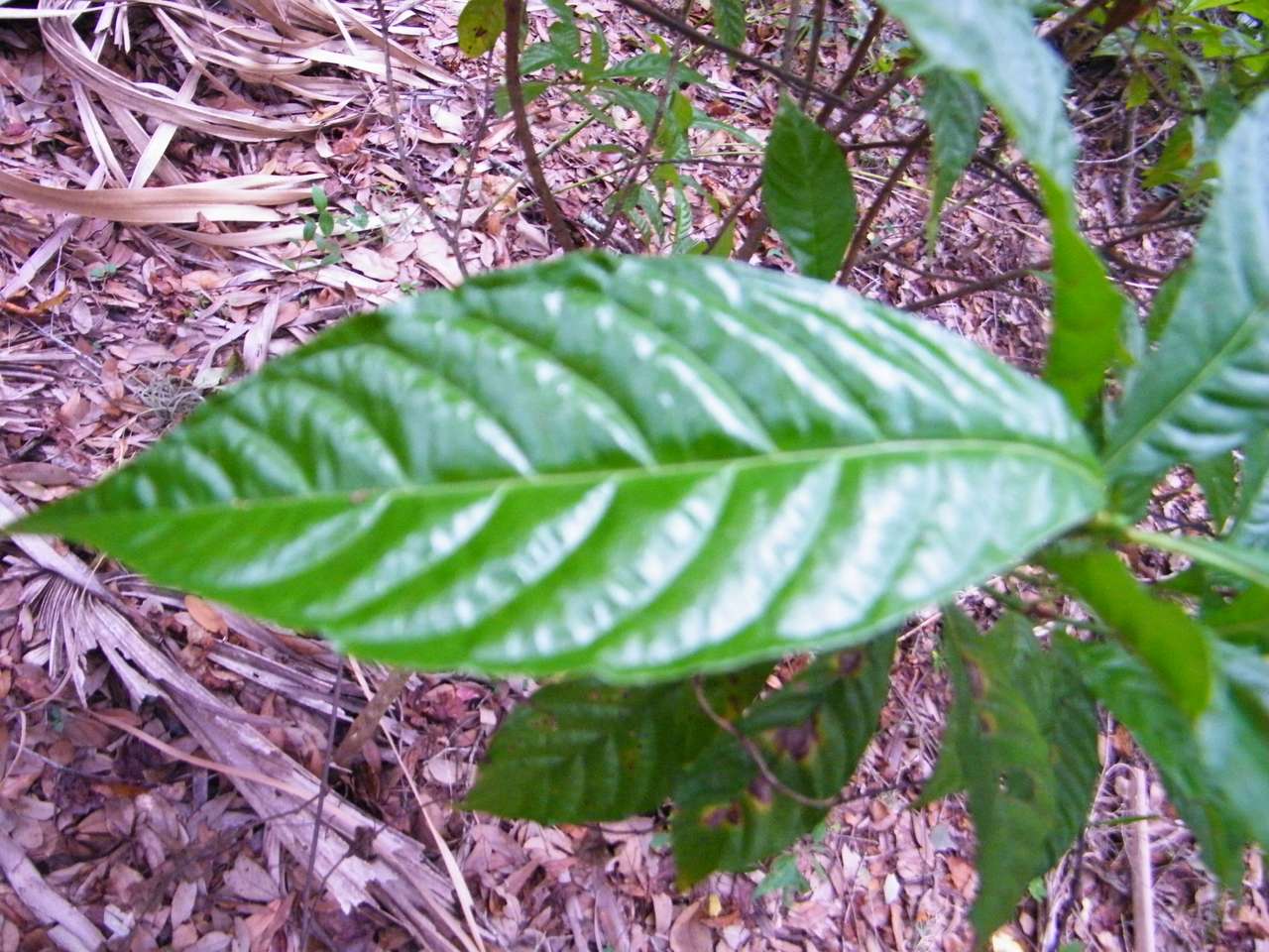 Planta nativa de café salvaje rompecabezas en línea