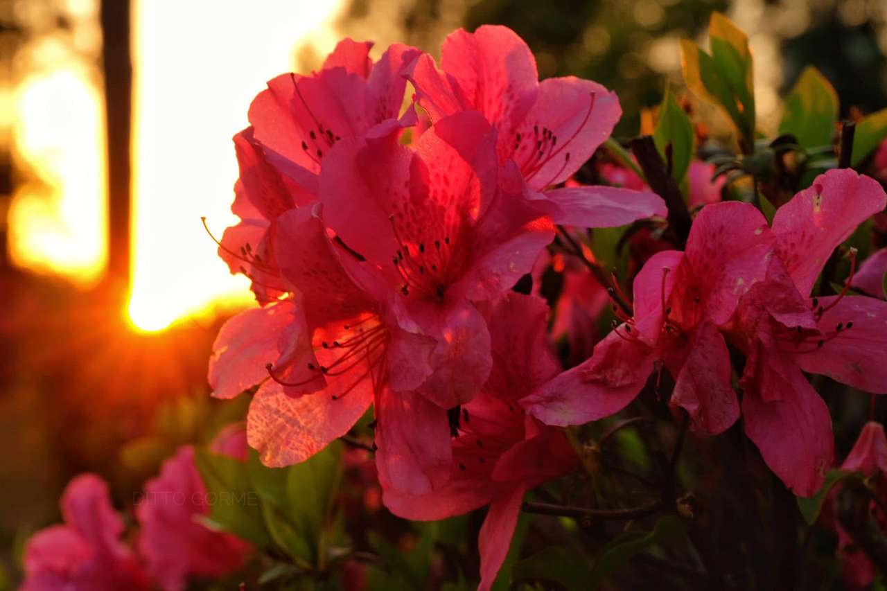 Azalea blomma pussel online från foto
