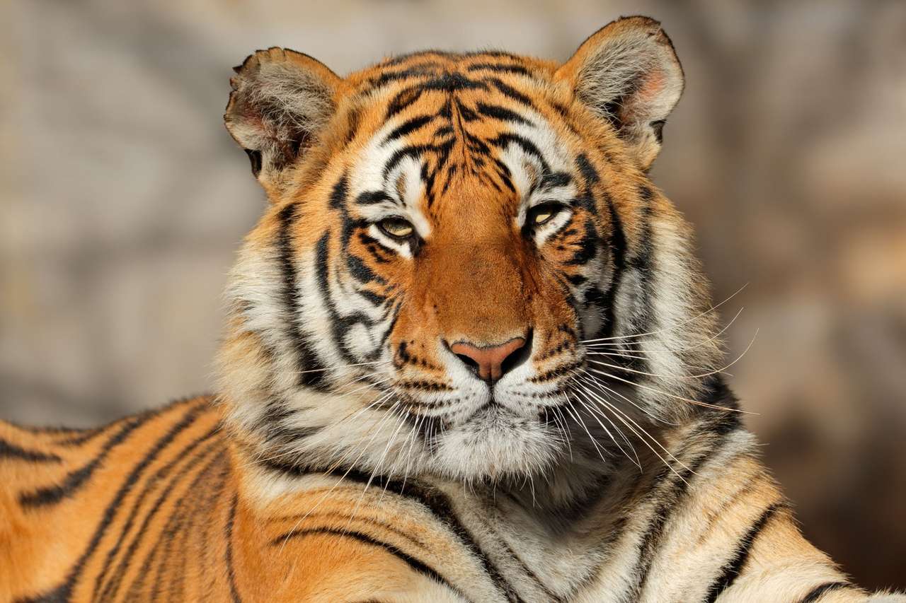tiger1235 pussel online från foto