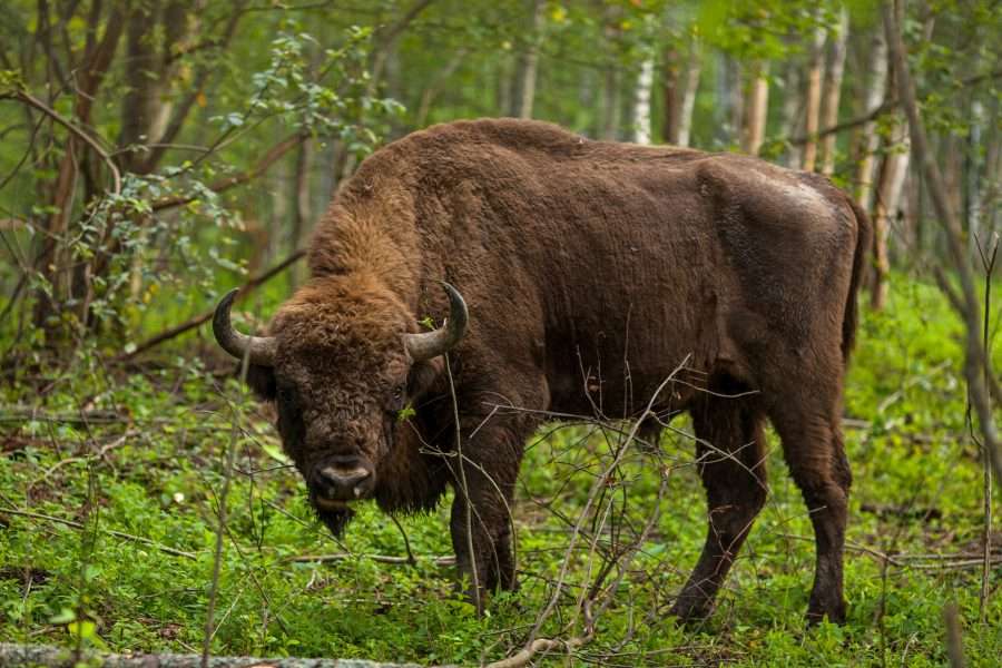 Aigle bison puzzle en ligne