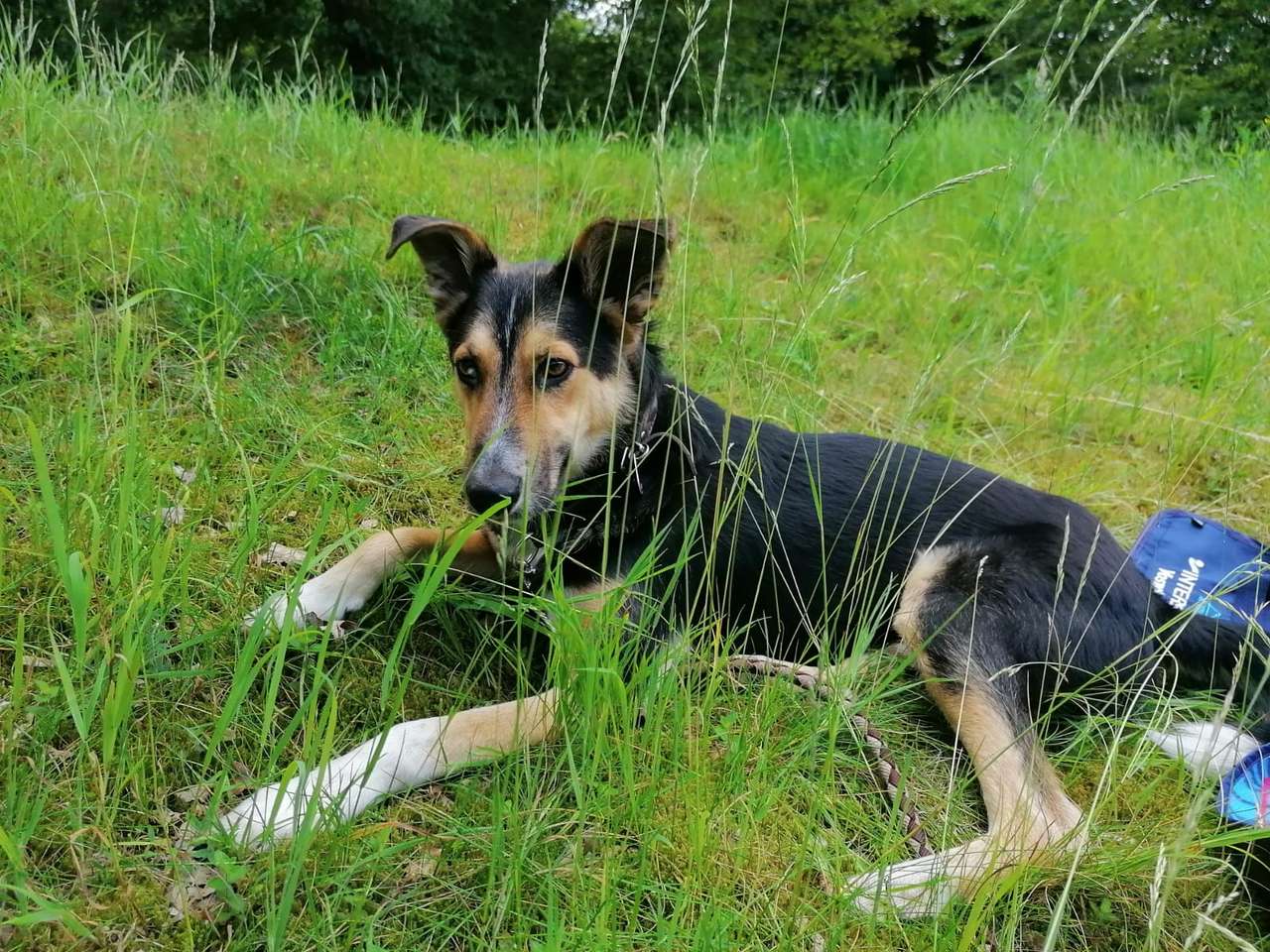 Monty i gräset Pussel online