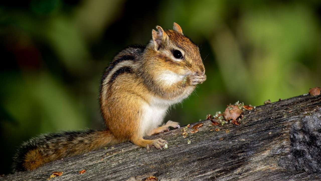 Chipmunk in forest puzzle online from photo