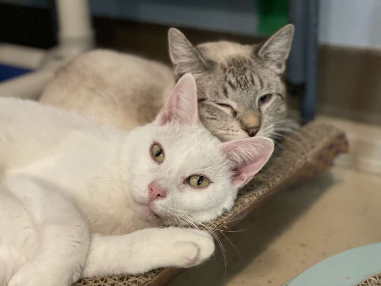 2 котки се гушкат заедно онлайн пъзел