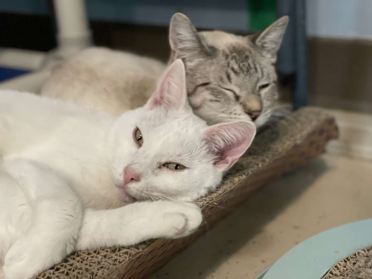 2 katten lekker aan het knuffelen puzzel online van foto