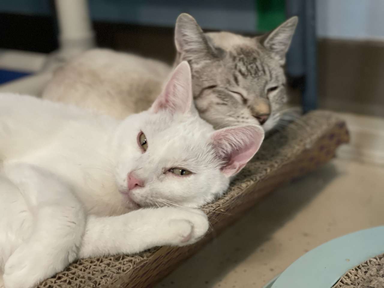 2 Katzen kuscheln schön zusammen Online-Puzzle vom Foto