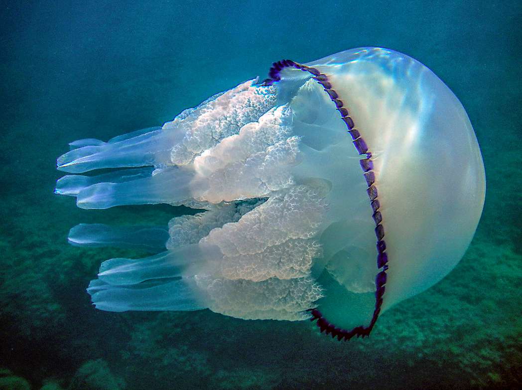 Бочкообразная медуза пазл онлайн из фото