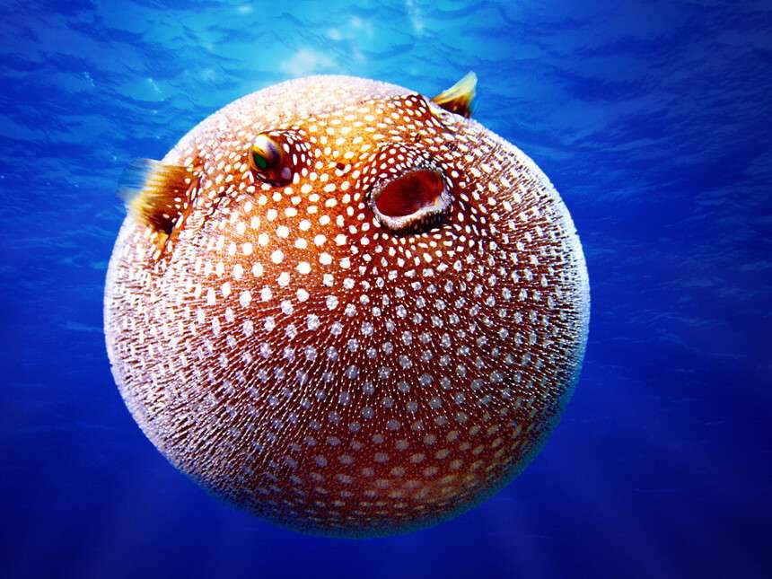 puffer fish online puzzle