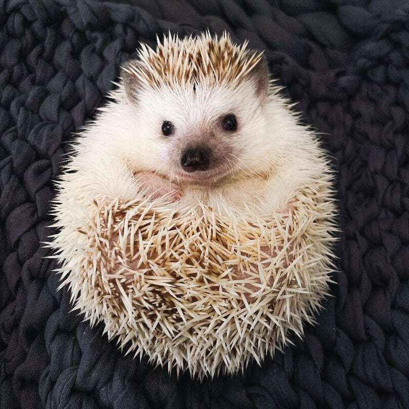 hedgehog puzzle online from photo