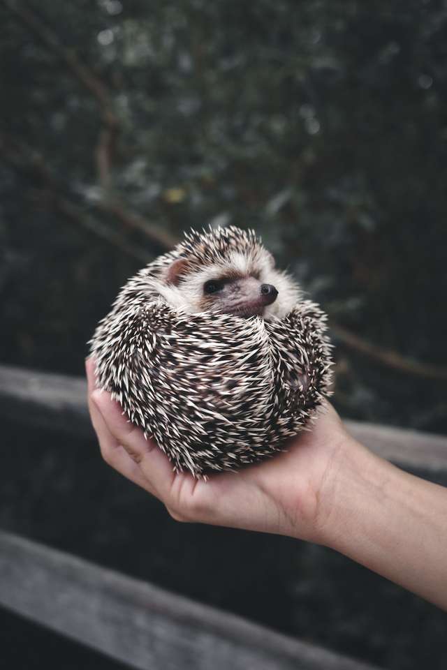 Hedgehog puzzle online from photo