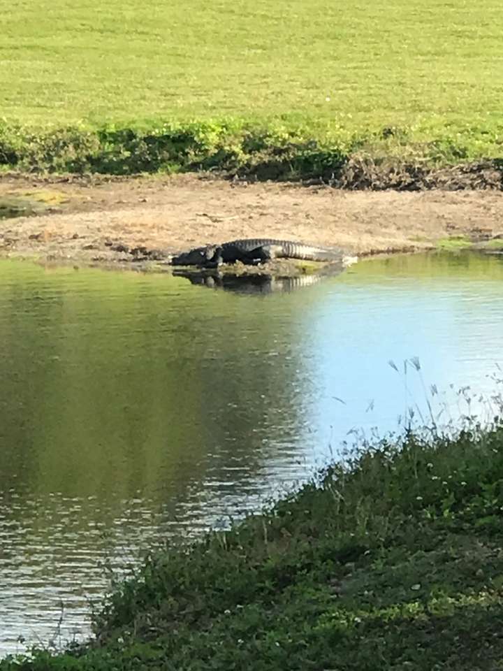 Alligator de Floride puzzle en ligne