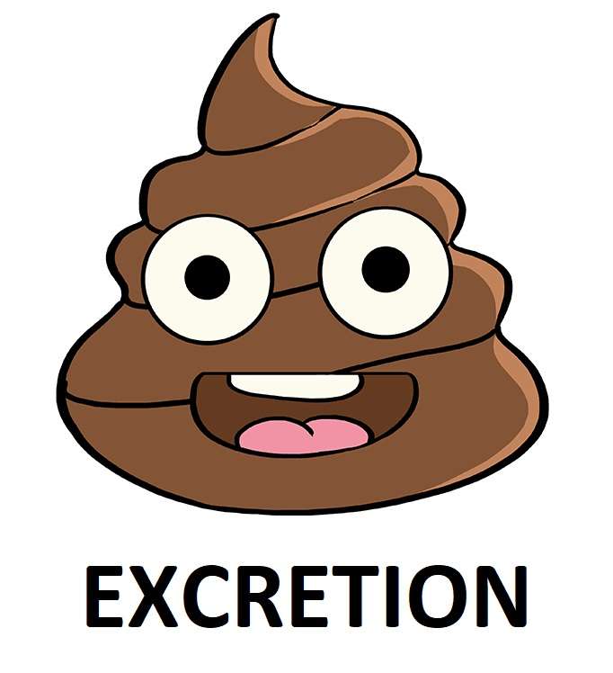 Excretion puzzle online from photo