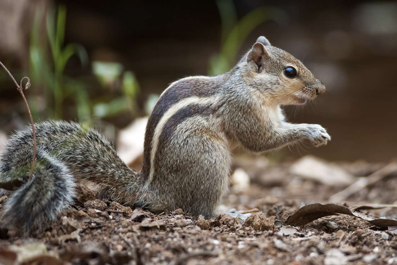 ardilla pequeña rompecabezas en línea