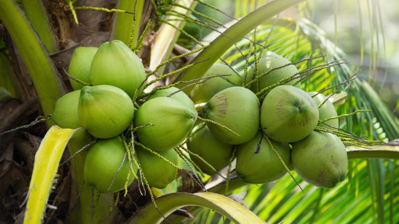 kokos na stromě online puzzle