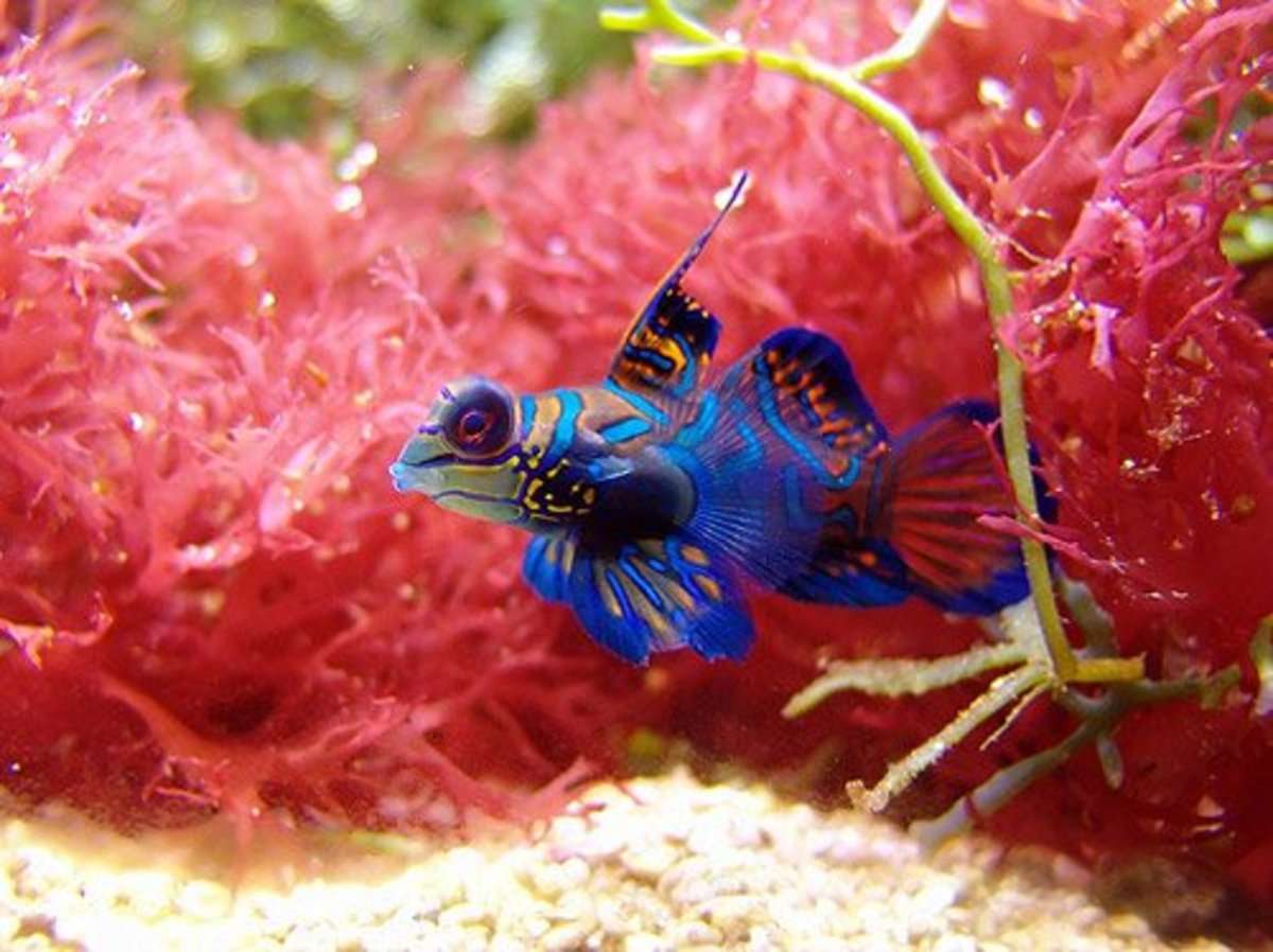 Mandarin Goby puzzle online from photo