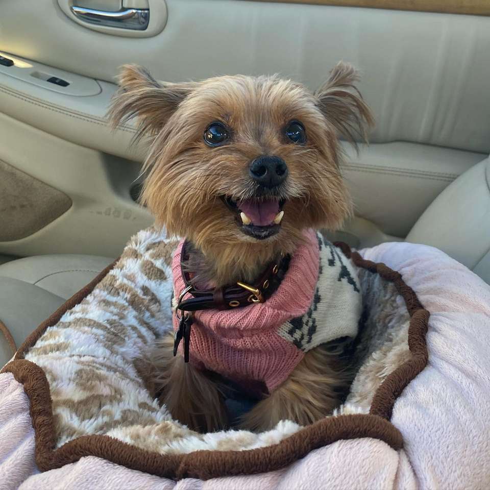 Pup genaamd Emmy puzzel online van foto