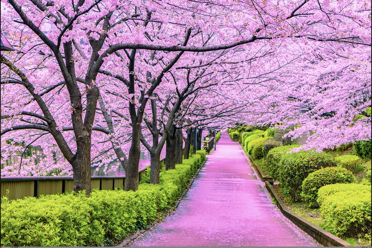 Ιαπωνικά άνθη κερασιάς παζλ online από φωτογραφία