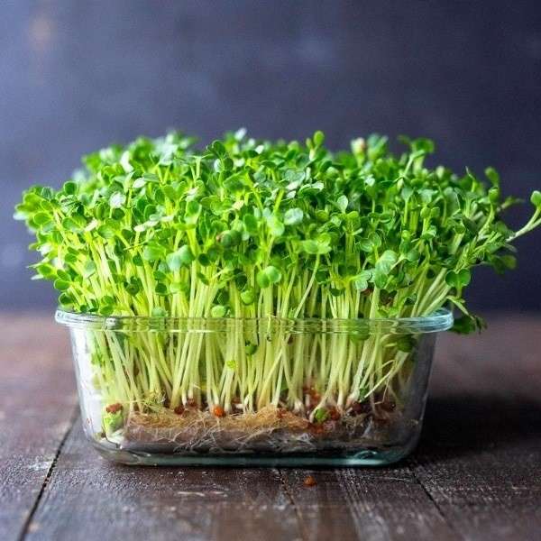 microgreens puzzle online from photo