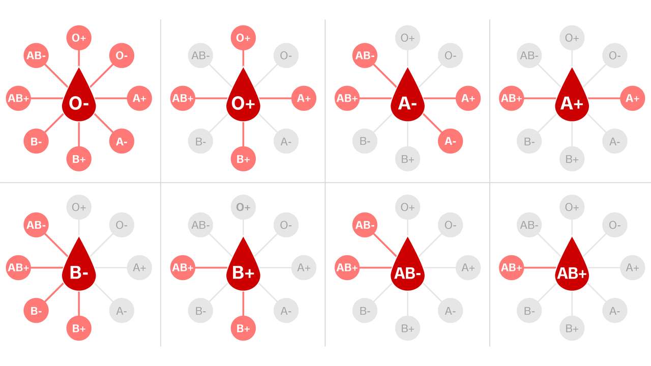 TIPOS DE SANGRE rompecabezas en línea