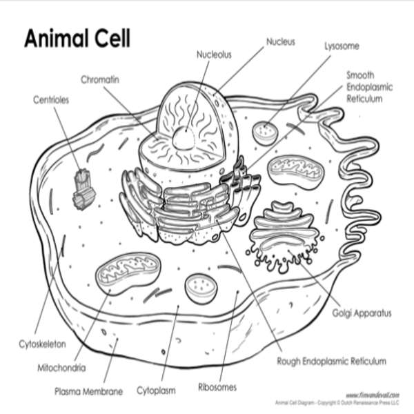 細胞の部分 オンラインパズル