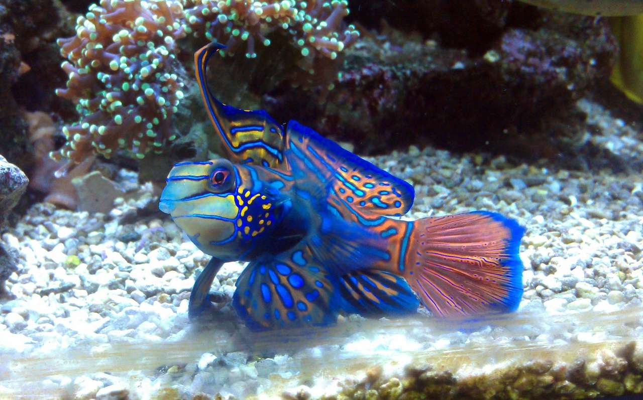 Красивая рыба, плавающая в движении пазл онлайн из фото