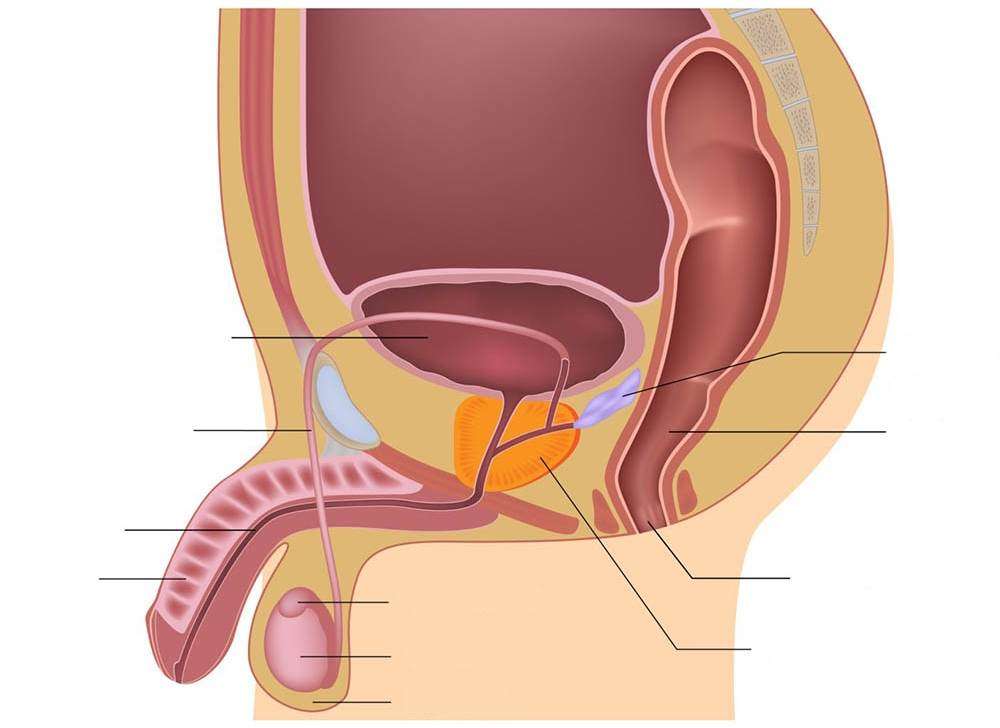 Мъжка репродуктивна система онлайн пъзел от снимка