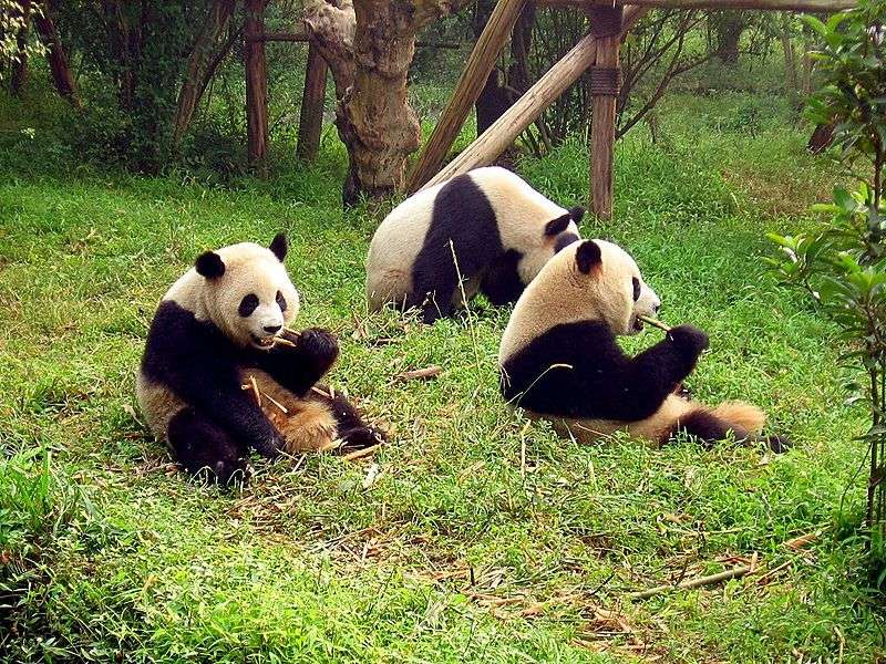 Pandas für Teambuilding Online-Puzzle vom Foto