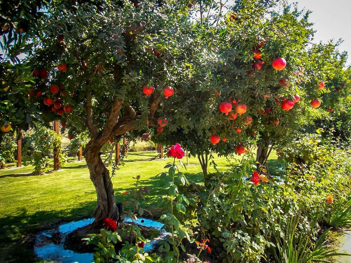 Granatäppleträd pussel online från foto
